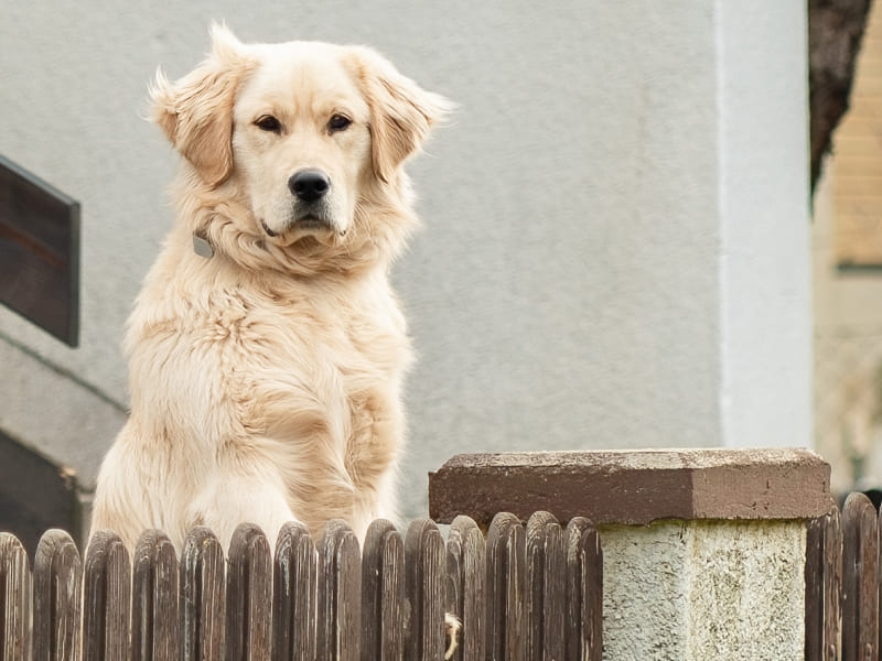 Собаки для охраны дома VS Охранная система для дома от Цезарь Сателлит